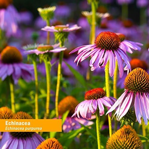 Herb Pharm Certified Organic Echinacea Root Liquid Extract for Immune System Support, Alcohol-Free Glycerite, 4 Ounce